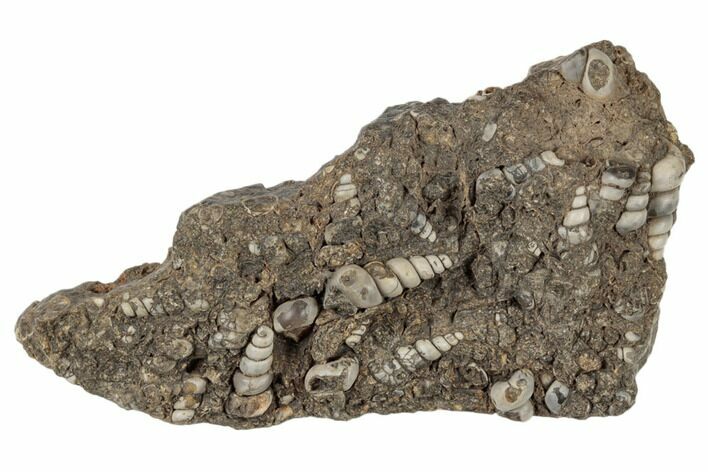 Fossil Gastropod Mollusk (Elimia) Plate - Wyoming #189441